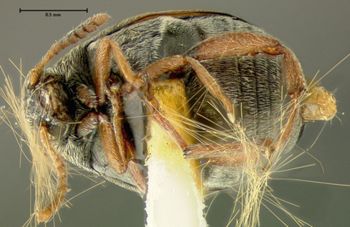 Media type: image;   Entomology 25046 Aspect: habitus ventral view